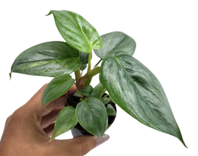 2" Philodendron Sodiroi